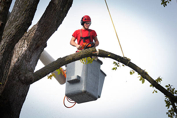 How Our Tree Care Process Works  in  Urbandale, IA